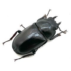 セリコルニスノコギリクワガタ　♂♀ペアの画像