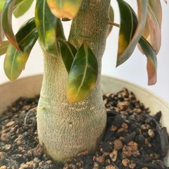 アデニュウム（花芽出てます）の画像