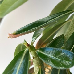 アデニュウム（花芽出てます）の画像