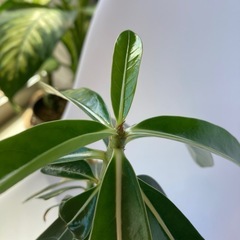 アデニュウム（花芽出てます）の画像