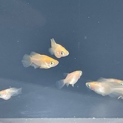 朱天皇(楊貴妃ヒカリ体系)ダルマ半ダルマ5匹 の画像