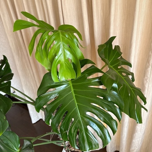 モンステラ　トップカット　取り木　観葉植物　モスポール