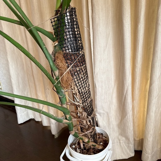 モンステラ　トップカット　取り木　観葉植物　モスポール