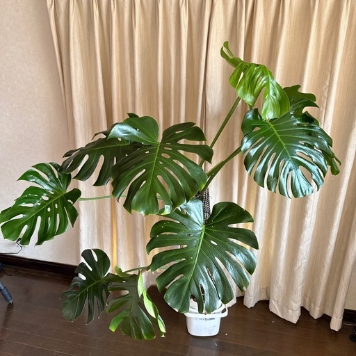 モンステラ　トップカット　取り木　観葉植物　モスポール