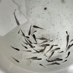 メダカ【ZEBRA】幼魚~　５匹(無選別)の画像