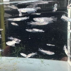 メダカ【ZEBRA】幼魚~　５匹(無選別)の画像