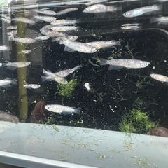 メダカ【ZEBRA】幼魚~　５匹(無選別)の画像