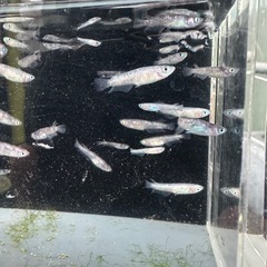 メダカ【ZEBRA】幼魚~　５匹(無選別)の画像