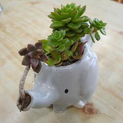 多肉植物　寄せ植え　像🌿の画像