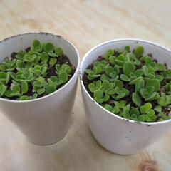 アロマティカス　ハーブ　アロマの香り　虫よけ効果あり✨の画像