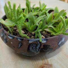 多肉寄せ植え🌿　手作り陶器の画像