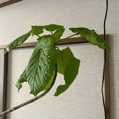 🔴ウンベラータの画像
