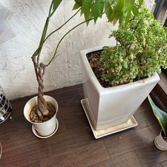 植木完成の画像