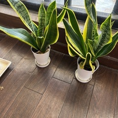 植木完成の画像