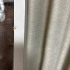 ニトリ全身鏡(ホワイト)　の画像