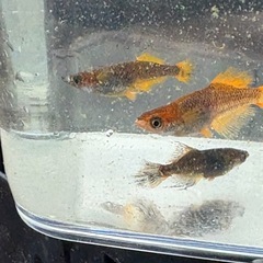 メダカ紅薊の画像