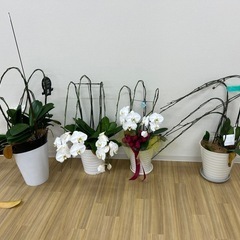 胡蝶蘭の植木鉢の画像