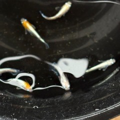 メダカレッドクリフ1ペアの画像