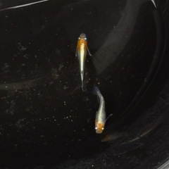 メダカレッドクリフ1ペアの画像