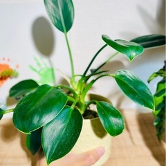 🉐高貴な観葉植物！引き取り先着順！の画像