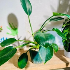 🉐高貴な観葉植物！引き取り先着順！の画像