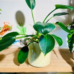 🉐高貴な観葉植物！引き取り先着順！の画像