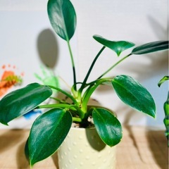 🉐高貴な観葉植物！引き取り先着順！の画像