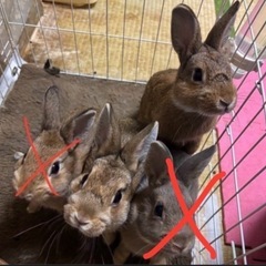 うさぎ 計4匹 どなたか引き取っていただきたいです
