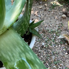 アロエ鉢植えの画像
