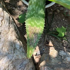 アロエ鉢植えの画像