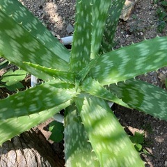 アロエ鉢植えの画像