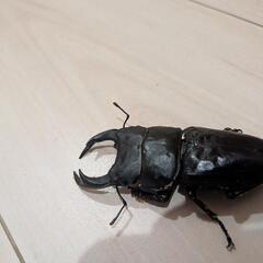 オオクワガタペア　⑫　計4匹　♂74mm  ♂74mm ♂54mm ♀43mmの画像