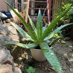 アロエ鉢植えの画像