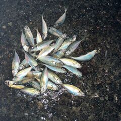 釣った魚