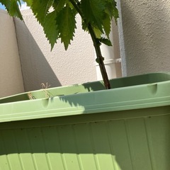 プランターと土と大葉の画像