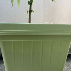 プランターと土と大葉の画像