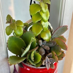 リメ缶多肉植物寄せの画像