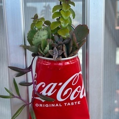 リメ缶多肉植物寄せの画像