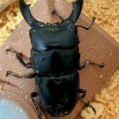 オオクワガタ　幼虫　1頭　500円の画像