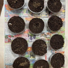 オオクワガタ　幼虫　1頭　500円の画像