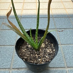 アロエベラ苗の画像