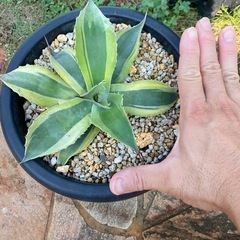 オバティフォリア　オルカ　の画像