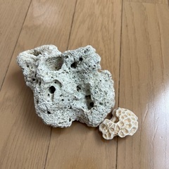 沖縄の貝殻、サンゴ礁、シーグラスの画像