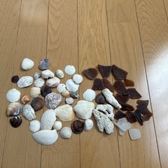 沖縄の貝殻、サンゴ礁、シーグラスの画像