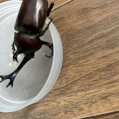 カブトムシ　オス　お譲りします！ の画像