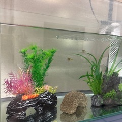 アベニーパファー5匹＋水槽の画像