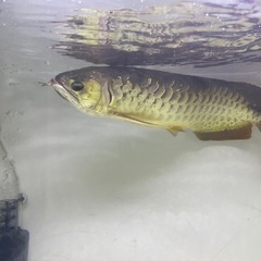 古代魚の画像