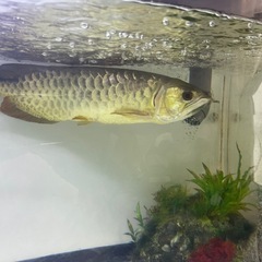 古代魚の画像