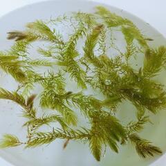 【取引中】幹之(みゆき)メダカお譲りします⑦の画像