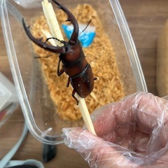 トカラノコギリクワガタ？オスの画像
